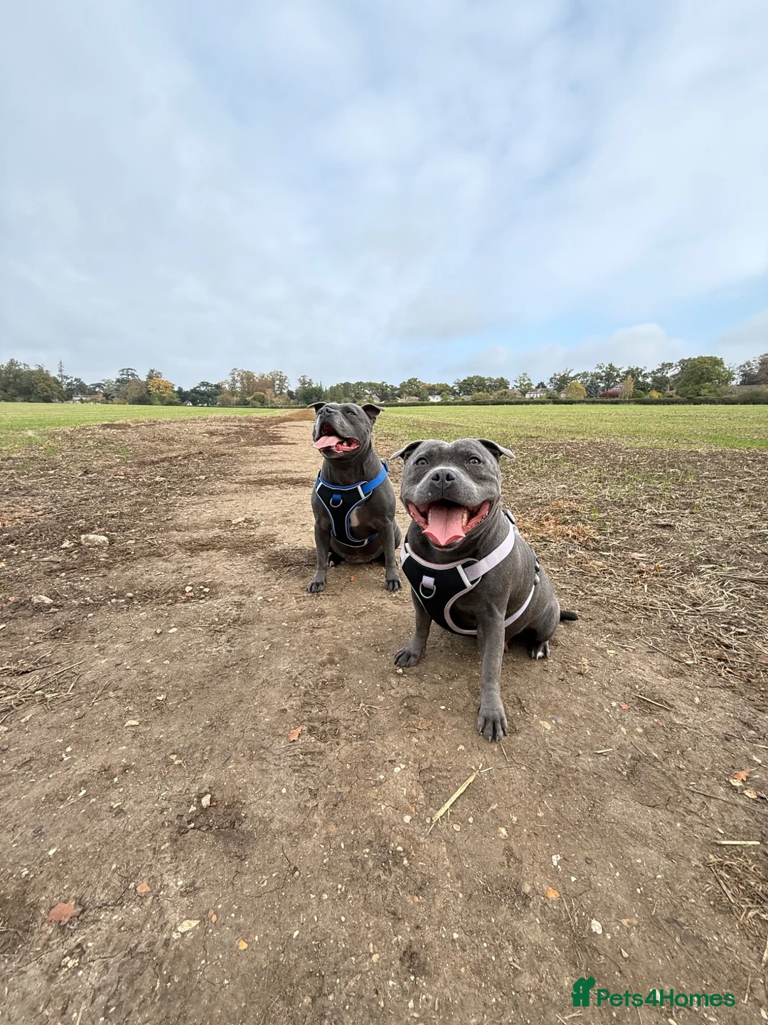 Staffordshire Bull Terrier dogs for sale: Must go together to the same home.  - Advert 7