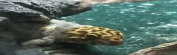 Leopard Gecko reptiles for sale: Leopard Gecko - Albie in Bristol - Advert 5