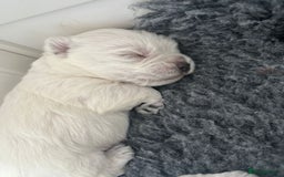 West Highland Terrier dogs for sale: Beautiful litter of west highland terriers  - Image 3