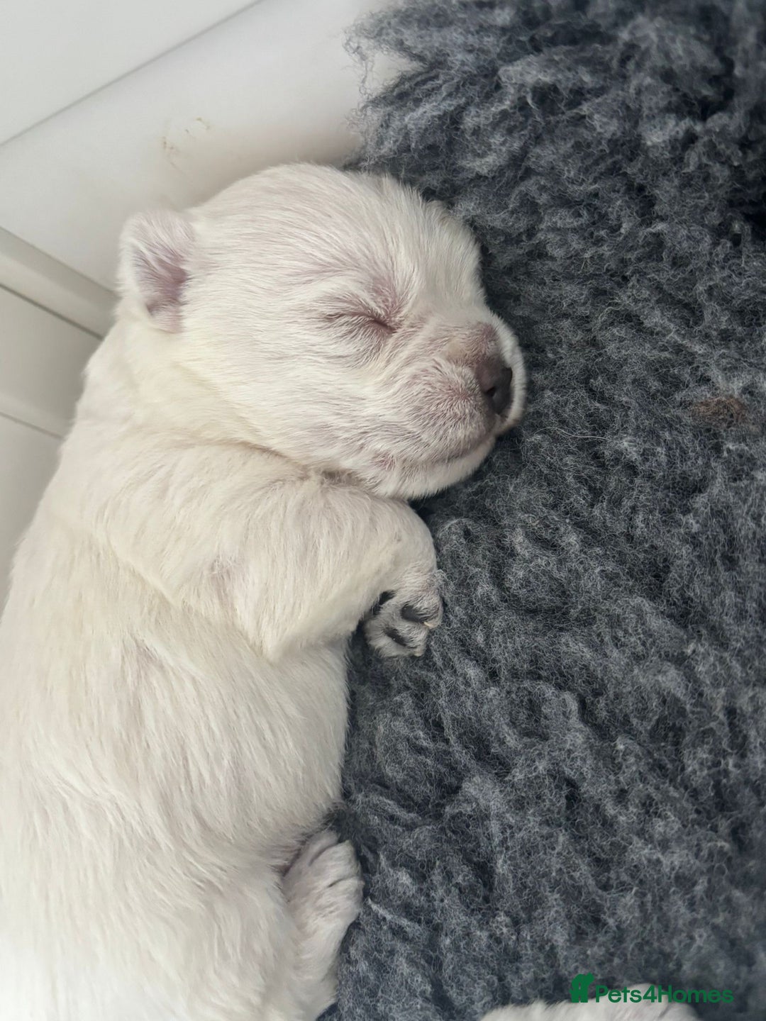 West Highland Terrier dogs for sale: Beautiful litter of west highland terriers  - Image 3