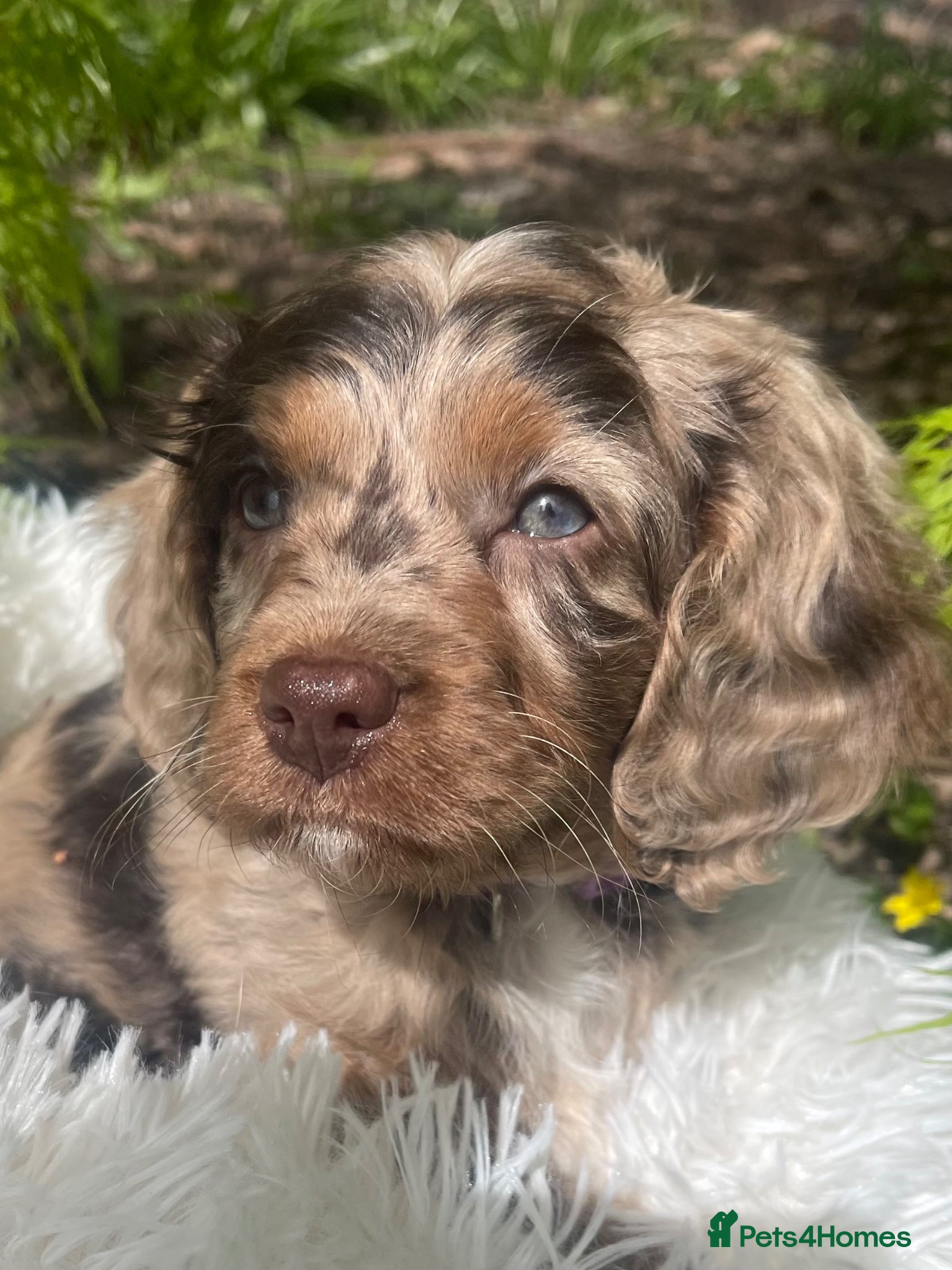 Cavapoo dogs Adorable baby girl Health tested Parents  - Advert 2