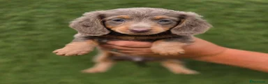 Miniature Dachshund 5