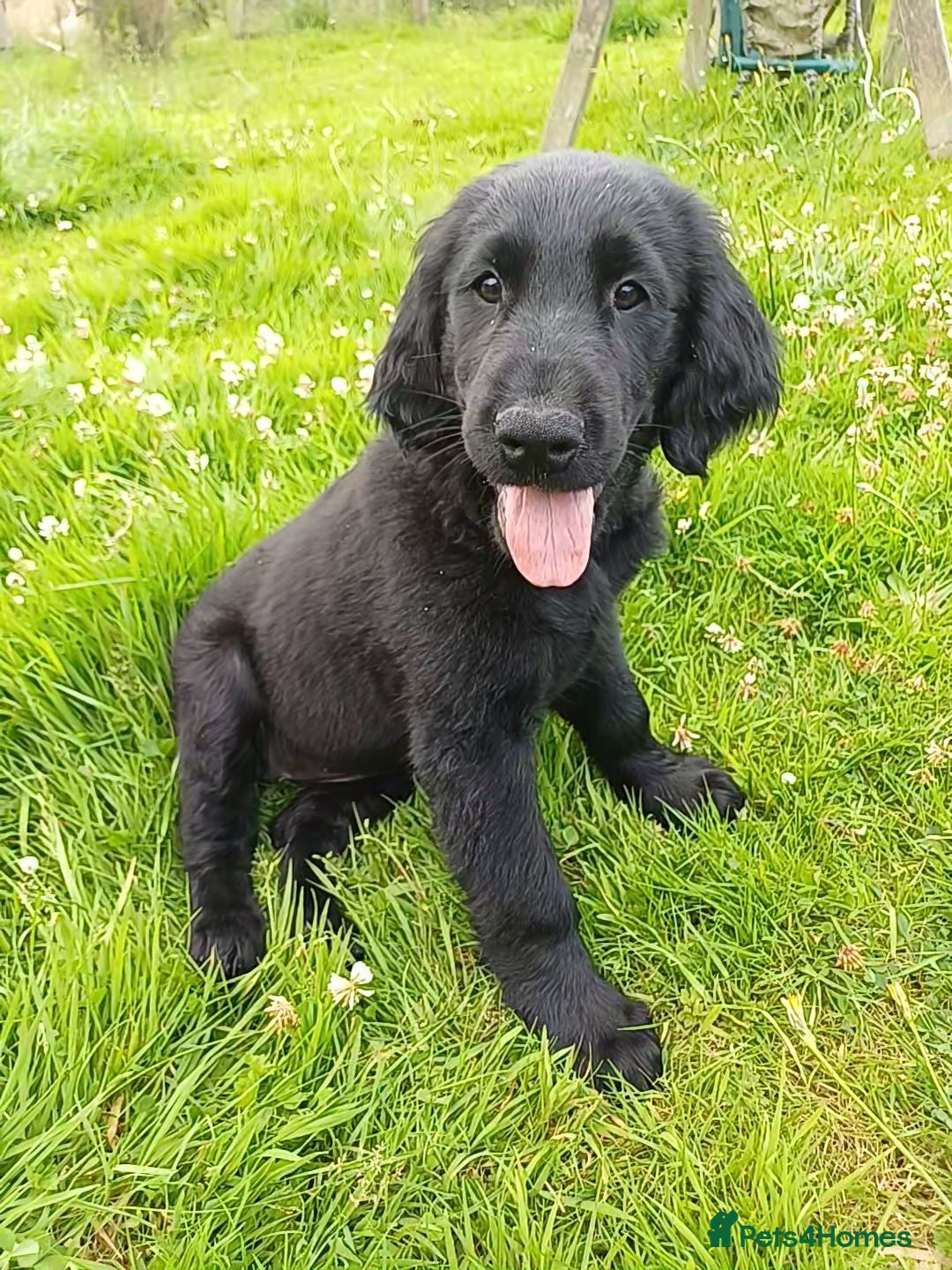 Flat coated Retriever dogs Ready now Flat coat retriever Chutney and Gherkin - Advert 3