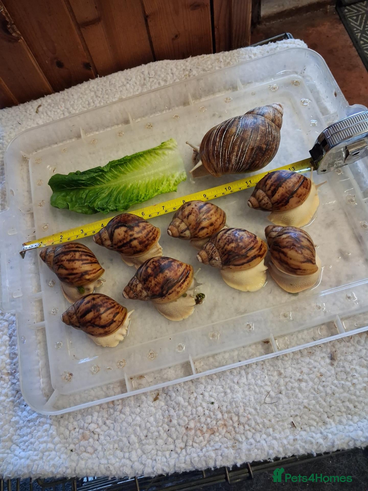 Snails invertebrates Archachatina Marginata Ovum silver/white GALs - Advert 2