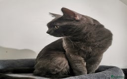 Ragdoll cats for sale: Ragdoll stunning kittens - Image 8