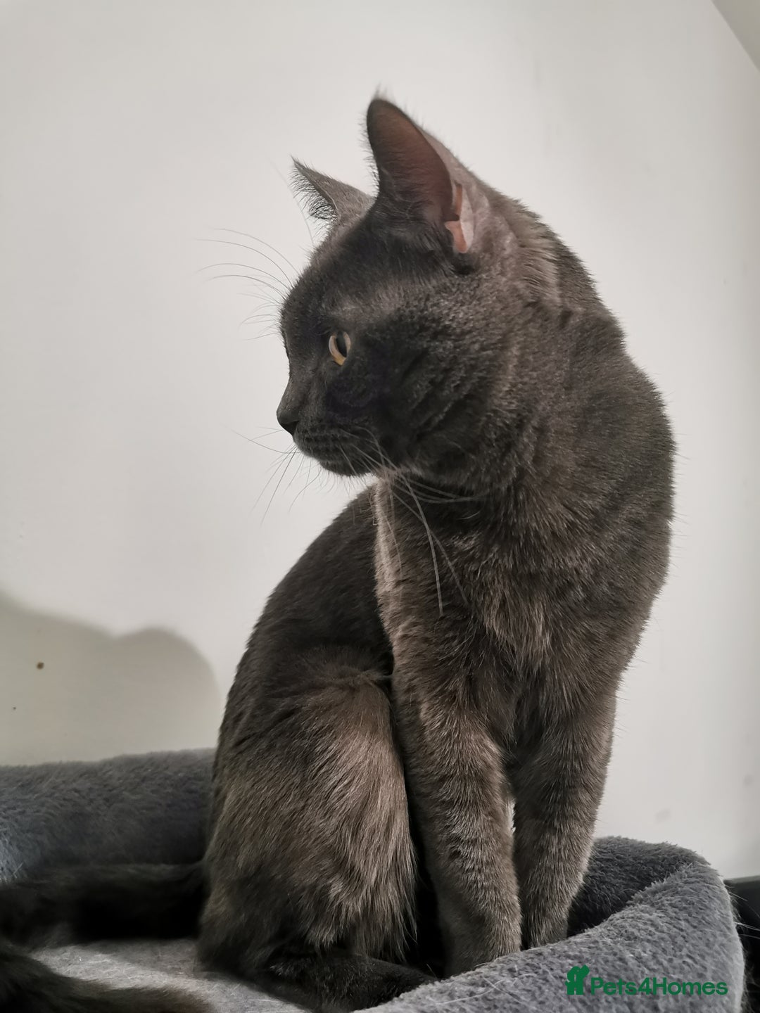 Ragdoll cats for sale: Ragdoll stunning kittens - Image 8