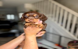 Cocker Spaniel dogs for sale: Cocker spaniel. working. LAST CHOC&TAN - Image 11