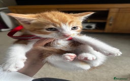 British Shorthair cats for sale: Beautiful little boys *3 left * - Image 2