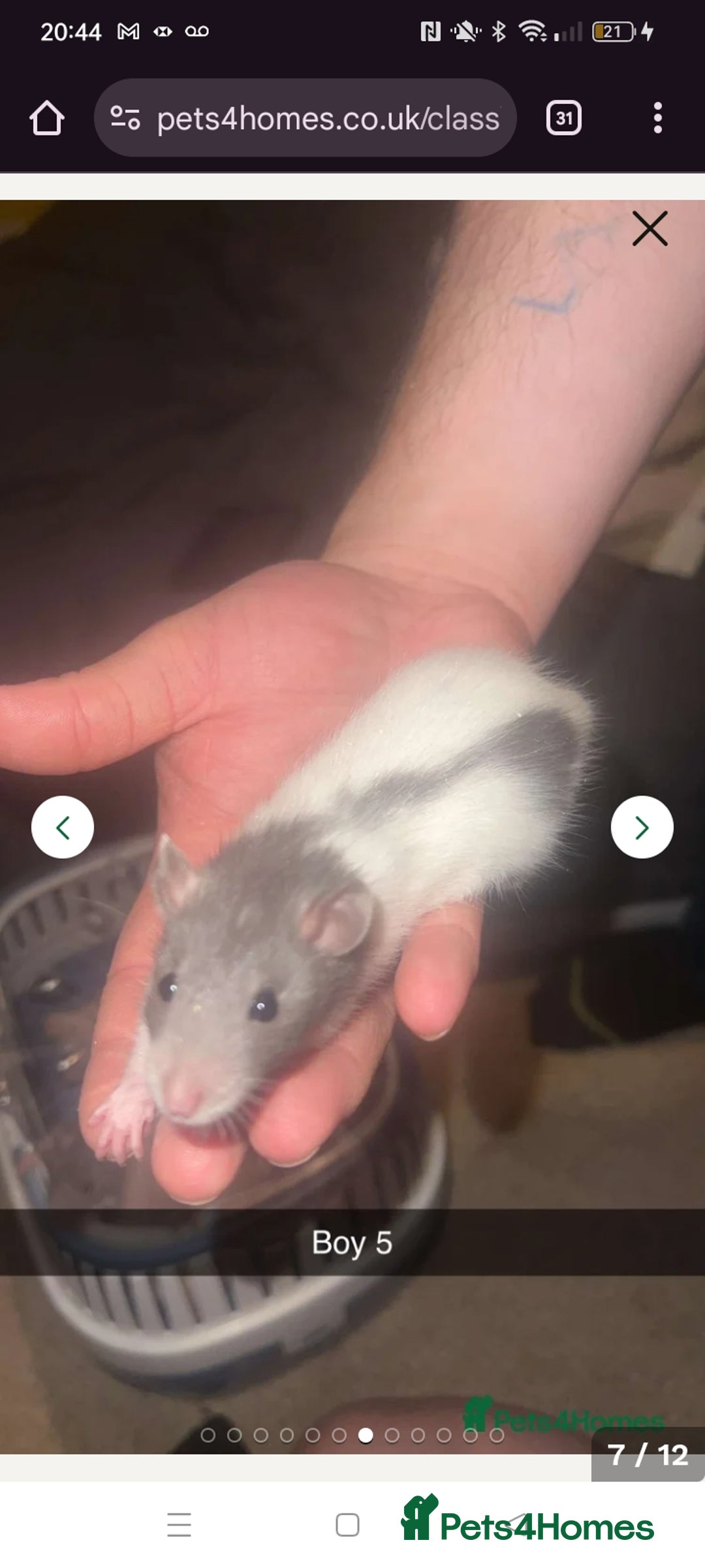 Rat rodents for sale: Four handsome male rats  - Advert 3