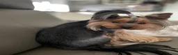 Yorkshire Terrier dogs for sale: Beautiful Yorkshire Terrier Puppies KC reg. - Advert 4