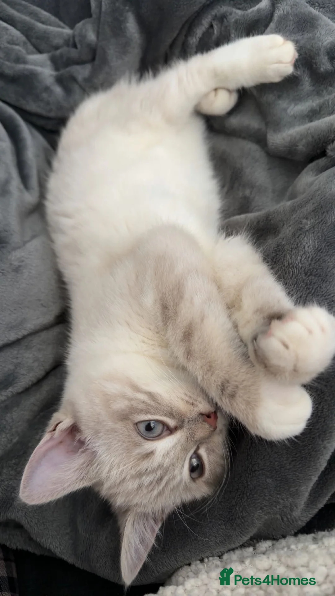 Mixed Breed cats for sale: BRITISH SHORT HAIR X RAG DOLL in Birmingham - Advert 1