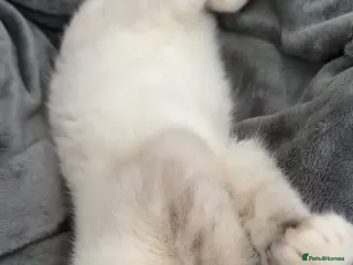 Mixed Breed cats BRITISH SHORT HAIR X RAG DOLL in Birmingham - Advert 13