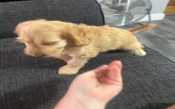Cockapoo dogs for sale: F1 miniature cockerpoos  in Stoke-on-Trent - Image 13