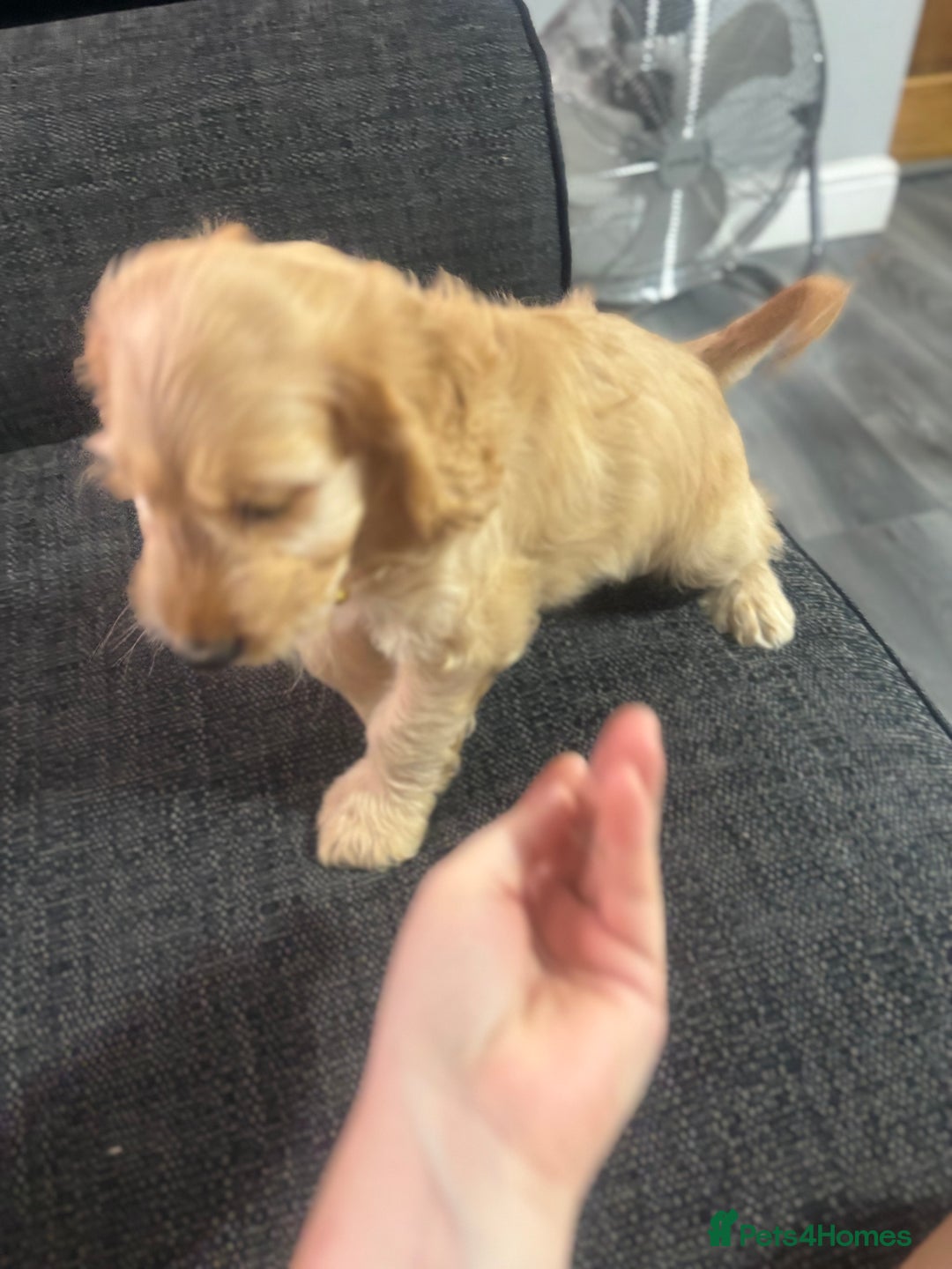 Cockapoo dogs for sale: F1 miniature cockerpoos  in Stoke-on-Trent - Image 13