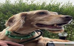 Cocker Spaniel dogs for adoption: Bob needs a loving home  - Advert 18