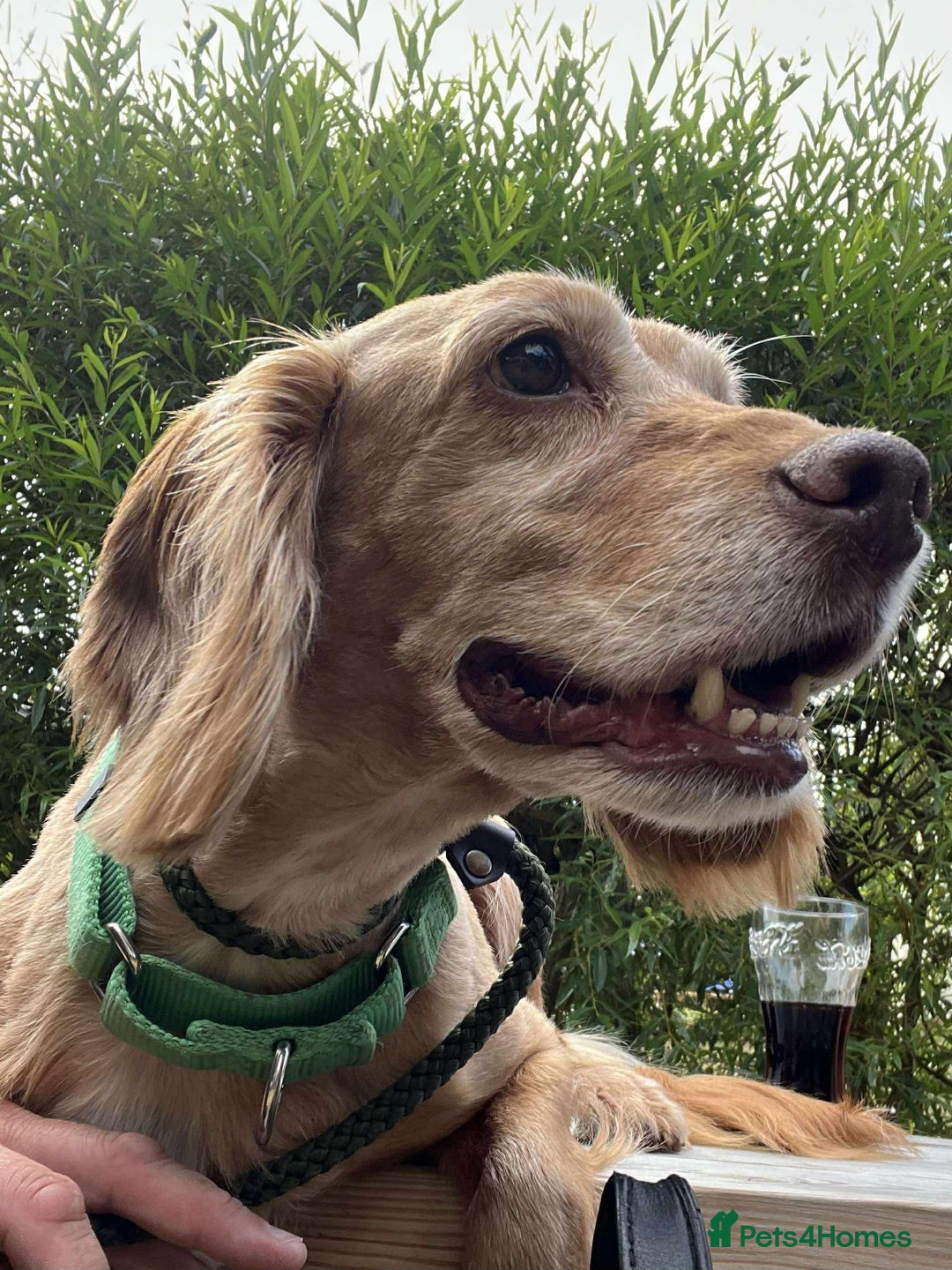 Cocker Spaniel dogs for adoption: Bob needs a loving home  - Advert 18