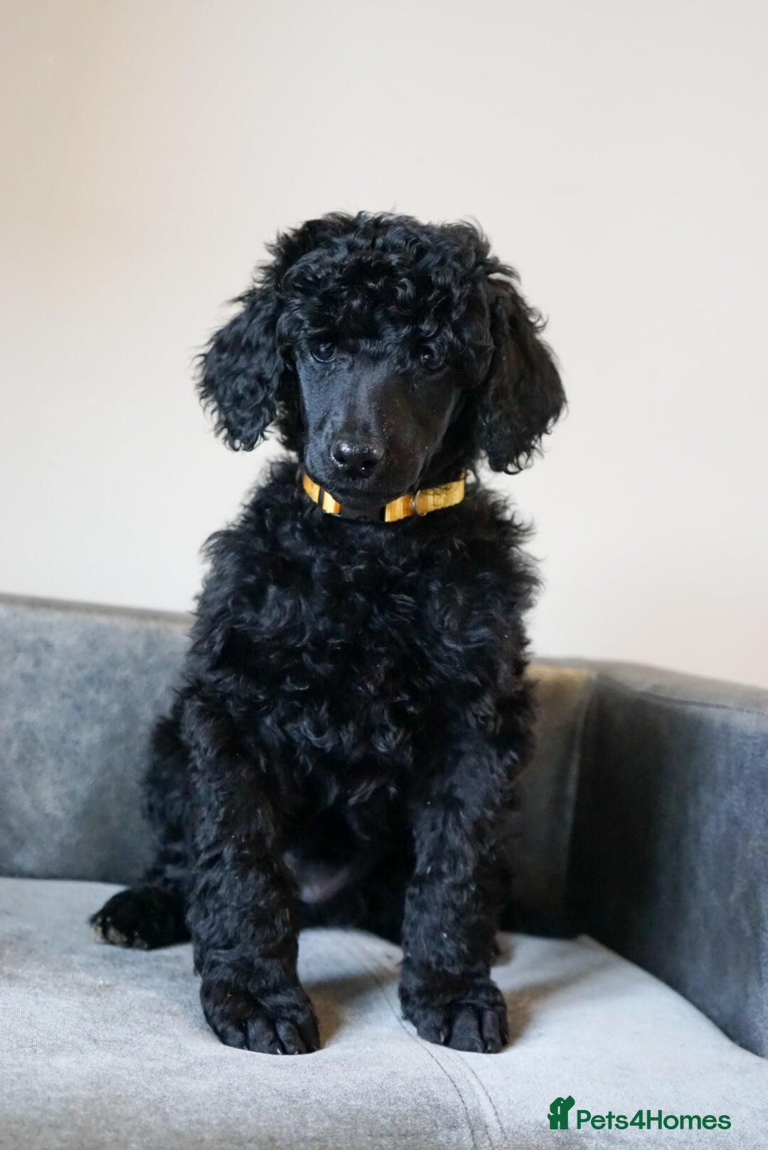 Standard Poodle dogs for sale: Champion sired standard poodles  - Advert 12