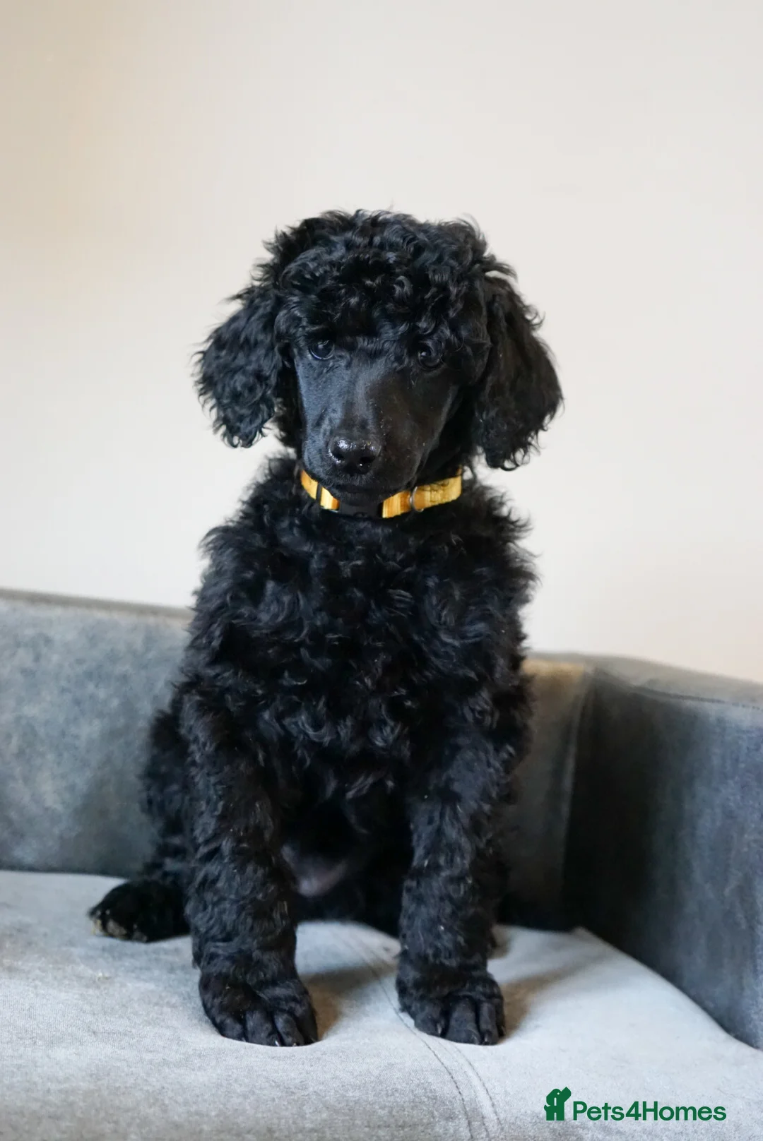 Standard Poodle dogs for sale: Champion sired standard poodles  - Advert 17