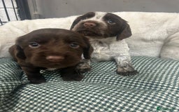 Cocker Spaniel dogs for sale: Beautiful KC Roan Working Type Cocker Puppies - Image 8