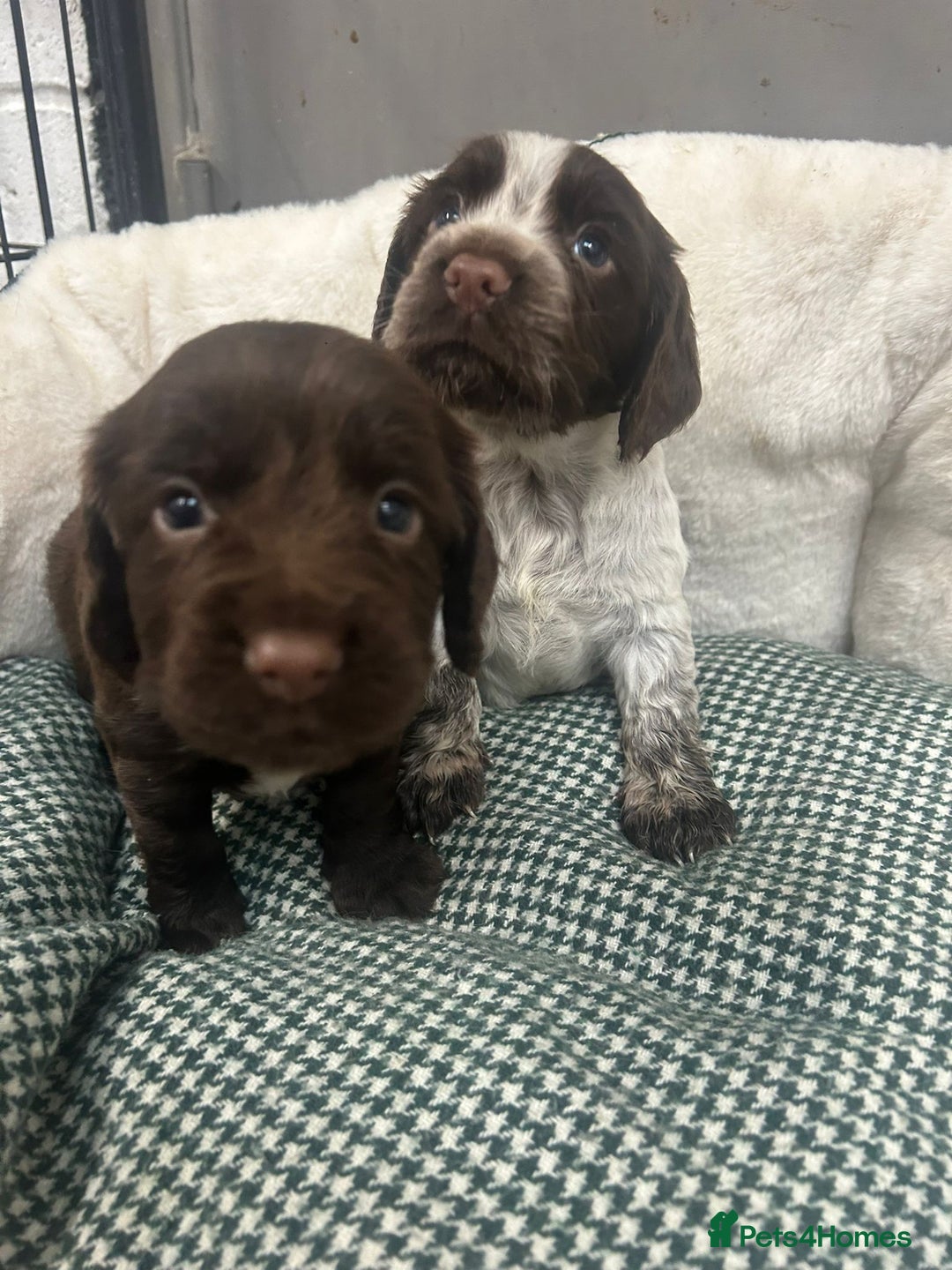 Cocker Spaniel dogs for sale: Beautiful KC Roan Working Type Cocker Puppies - Image 8