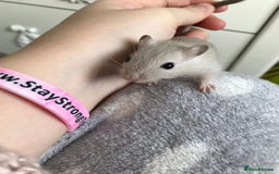 Gerbil rodents for sale: Friendly baby gerbils for sale (mix of colours) - Advert 6