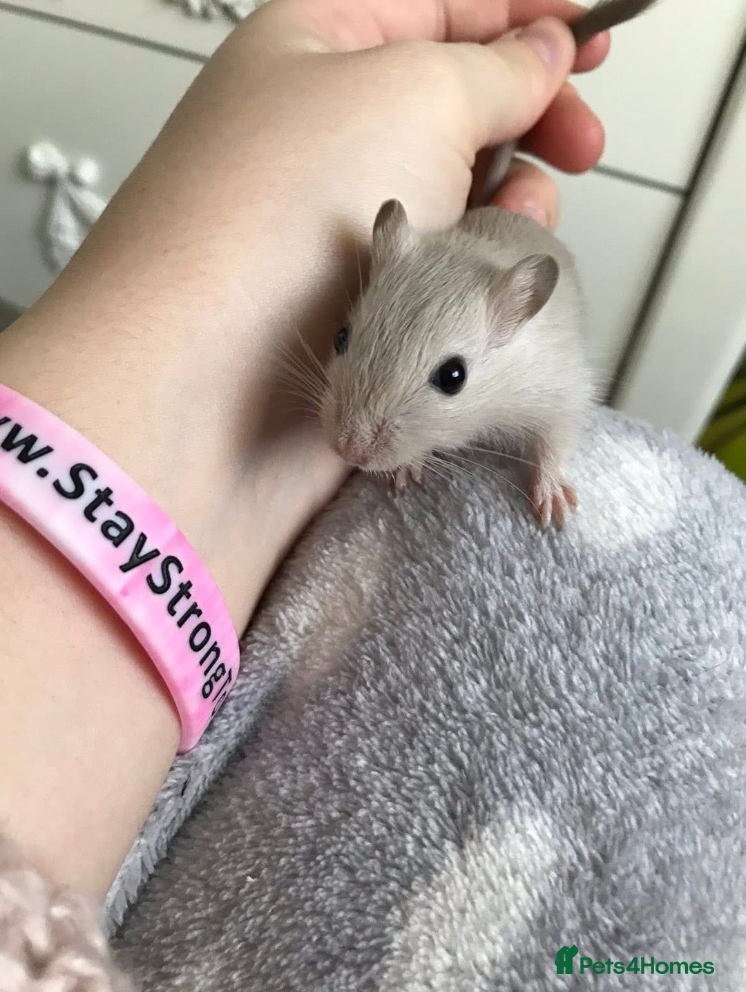 Gerbil rodents for sale: Friendly baby gerbils for sale (mix of colours) - Advert 6