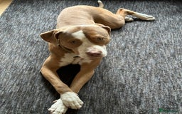 Mixed Breed dogs for sale: Simba  - Image 3