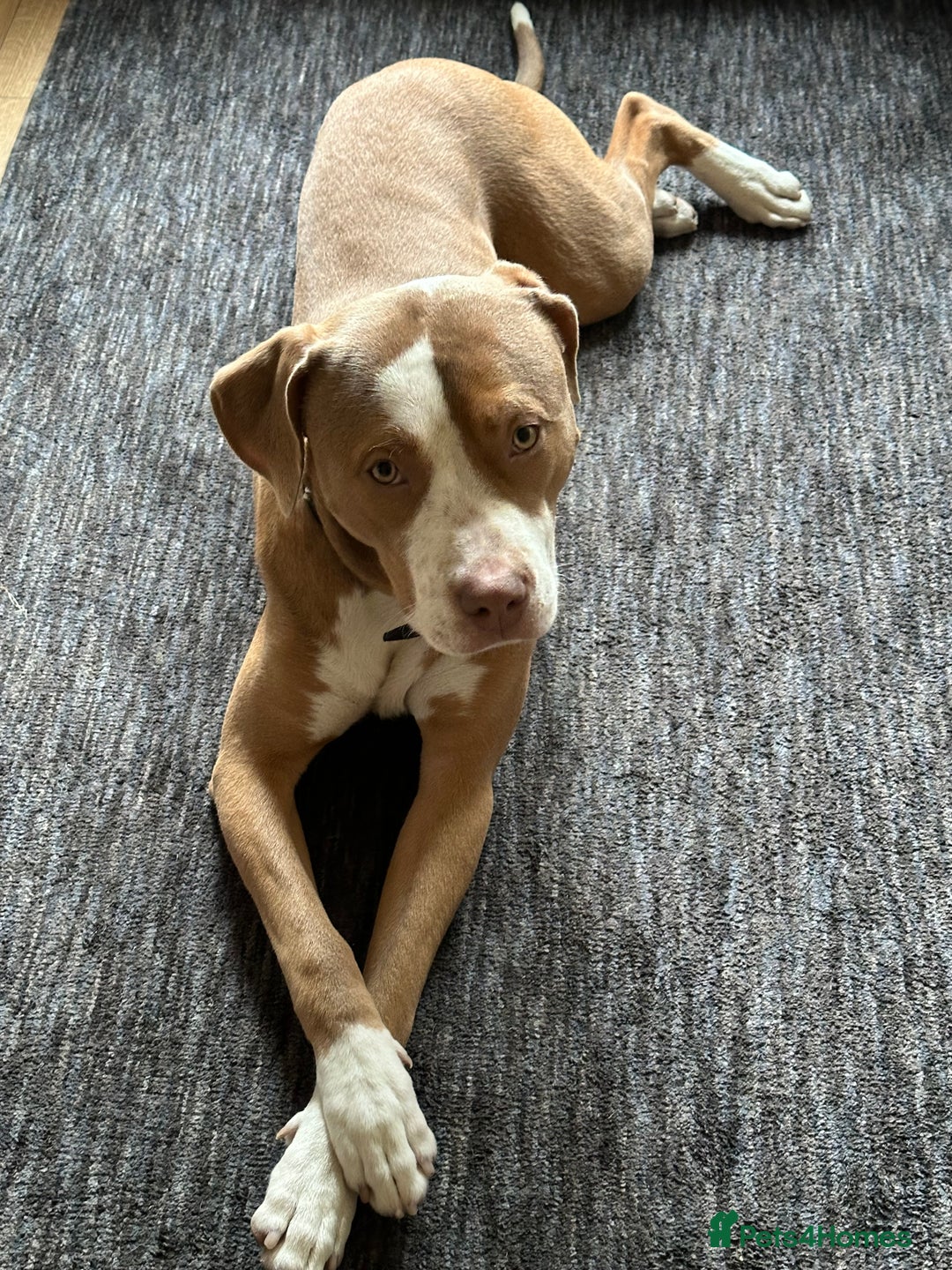 Mixed Breed dogs for sale: Simba  - Image 3