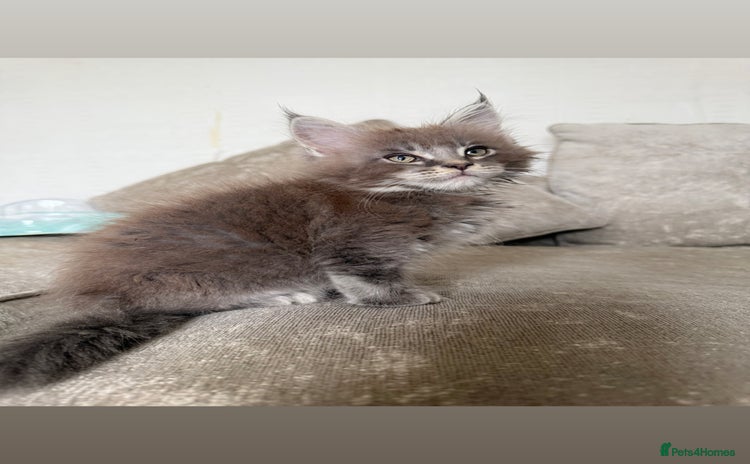 Maine Coon cats - Advert 2