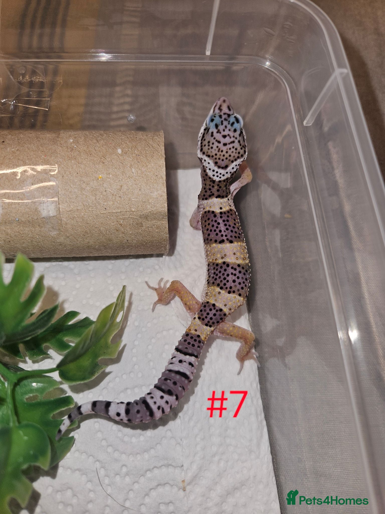 Leopard Gecko reptiles Leopard geckos available  - Advert 2