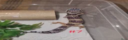 Leopard Gecko reptiles for sale: Leopard geckos available  - Advert 1