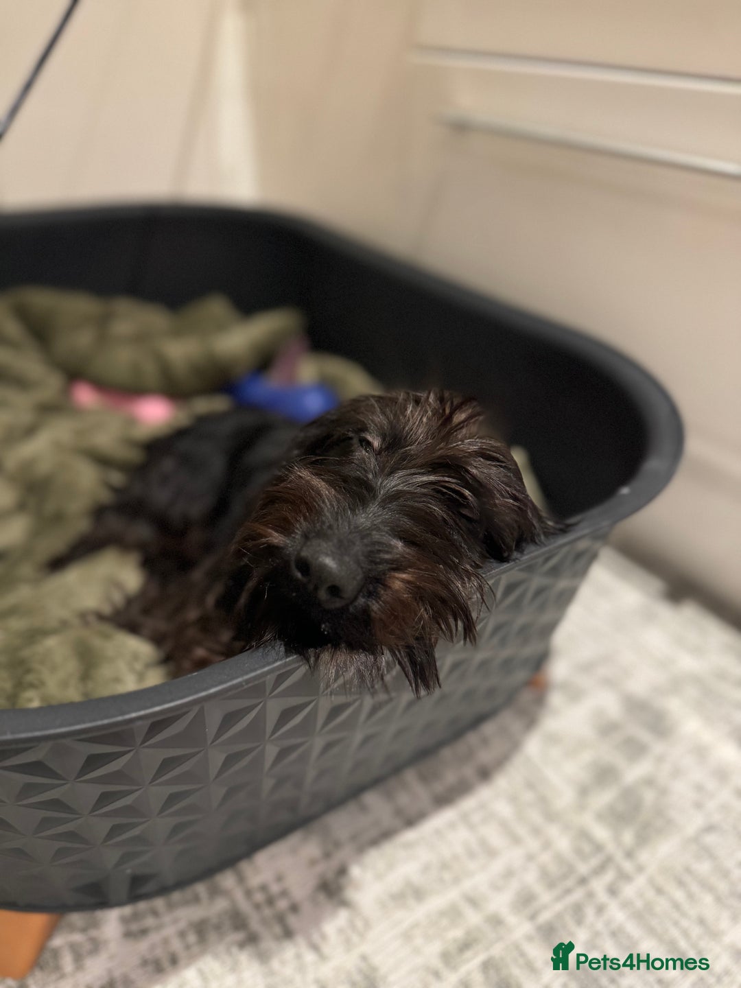 Miniature Dachshund dogs for sale: KC reg Female Wire Haired Mini Dachshund  - Advert 2