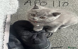 British Shorthair cats for sale: 5 beautiful boys  - Image 3