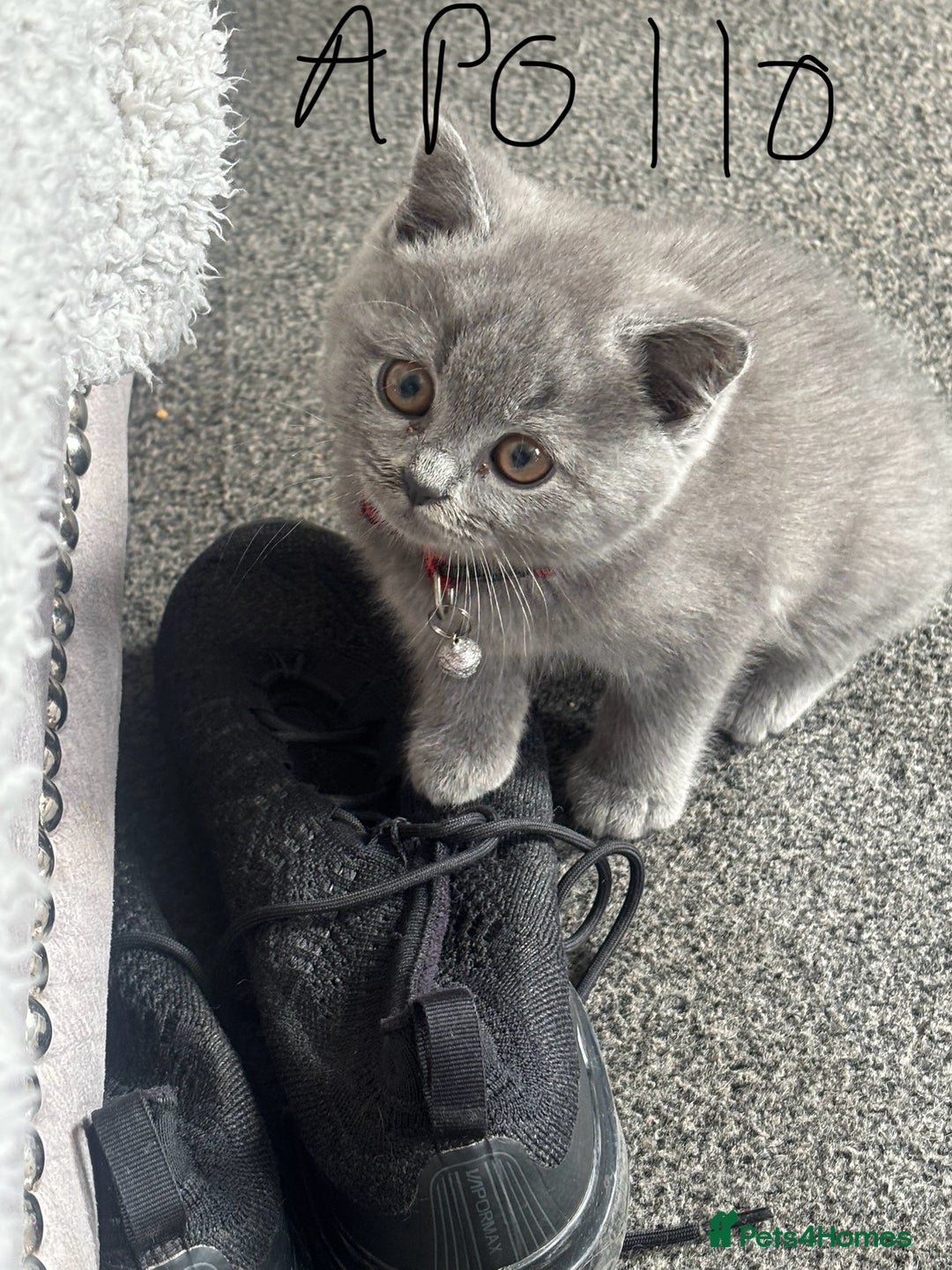 British Shorthair cats for sale: 5 beautiful boys  - Image 3