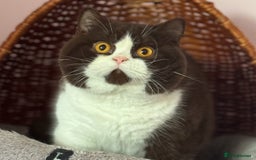 British Shorthair cats for sale: Tica reg red bi colour kitten boy  - Image 8