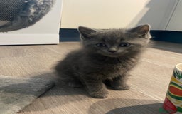 British Longhair cats for sale: British longhair kittens with Persian lineage - Image 3