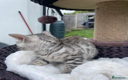 Bengal cats for sale: 3 Pure Bengals left  - Image 17