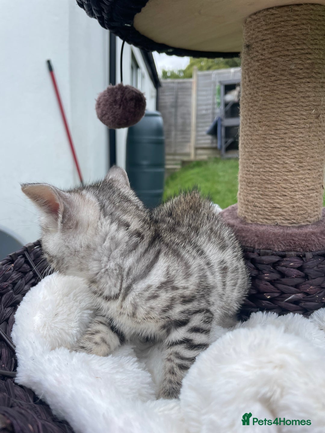 Bengal cats for sale: 3 Pure Bengals left  - Image 17