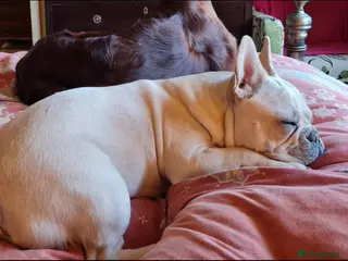 French Bulldog dogs Pedigree French Bulldog Girl 2yr. - Advert 8