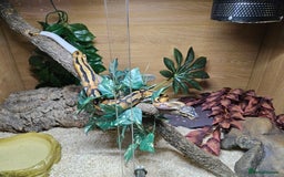 Python Snake reptiles for sale: 2 x ROYAL PYTHONS COMPLETE SET UP  - Image 8