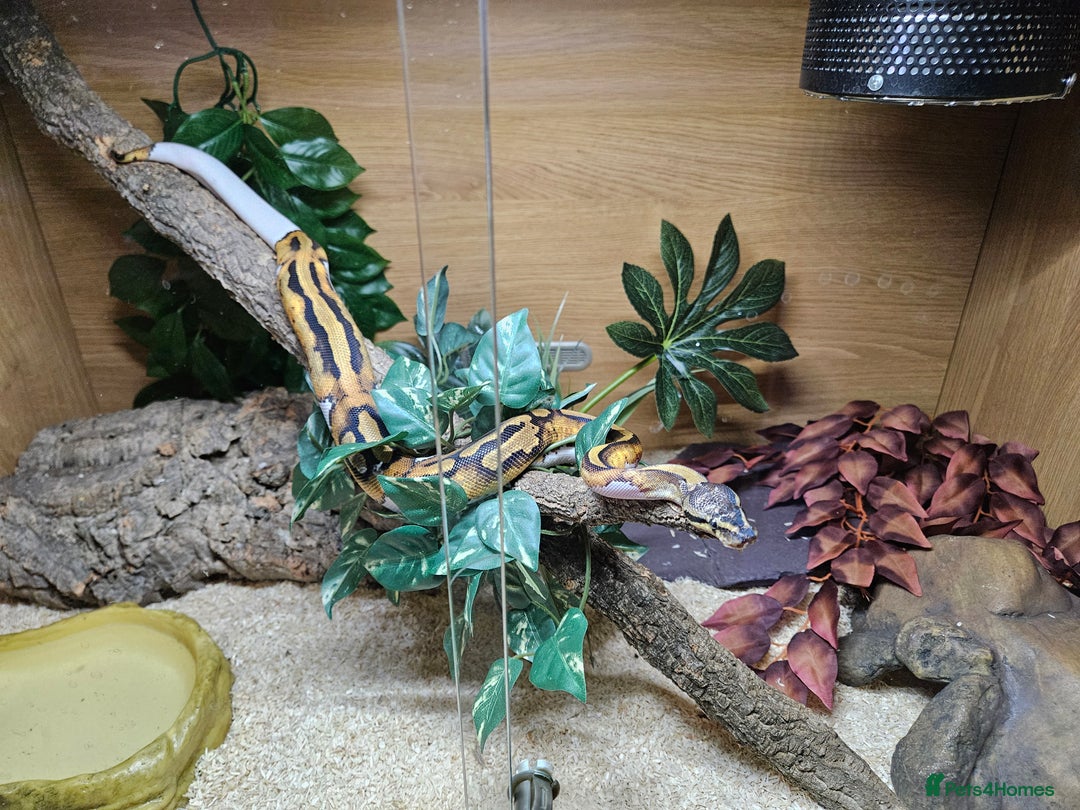 Python Snake reptiles for sale: 2 x ROYAL PYTHONS COMPLETE SET UP  - Image 8