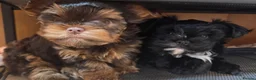 Yorkshire Terrier dogs for sale: Inka's 1st litter -Yorkshire terriers  - Advert 7