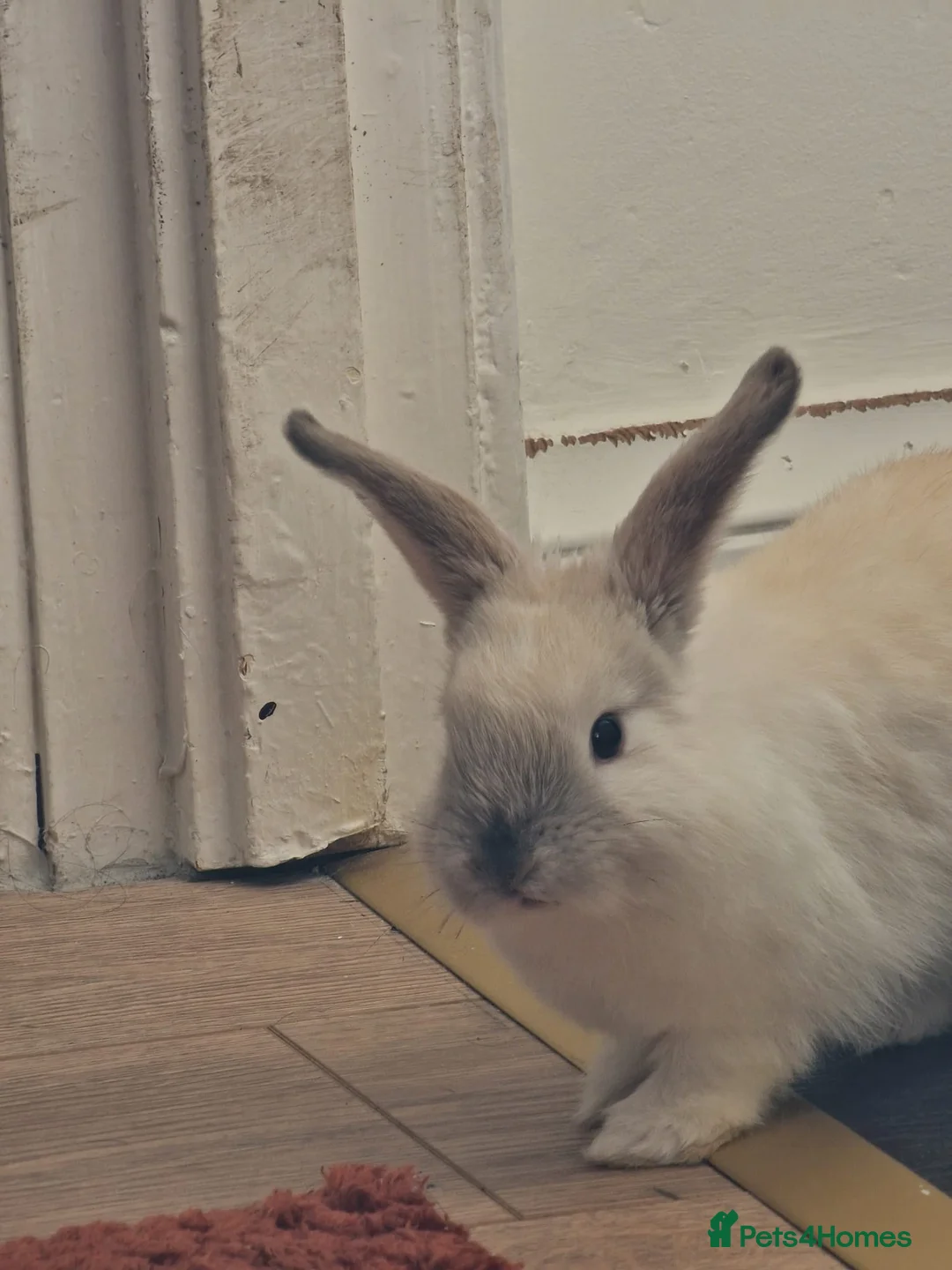 Mini Lop rabbits for sale: Adorable boy Rabbit Looking for a New Home 🏡 - Advert 2
