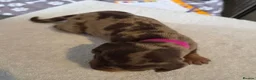 Miniature Dachshund dogs for sale: Miniature Dachshunds (short-haired) - Advert 24