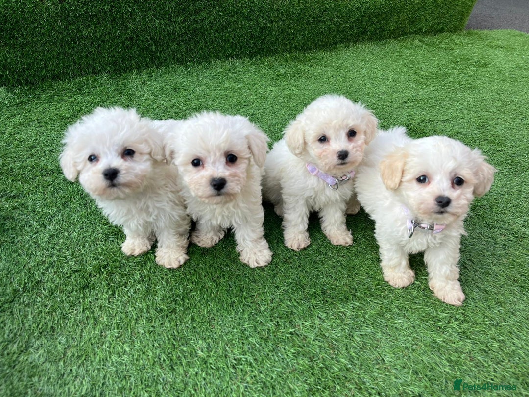 Poodle dogs for sale: Poodles pups for forever home - Image 19
