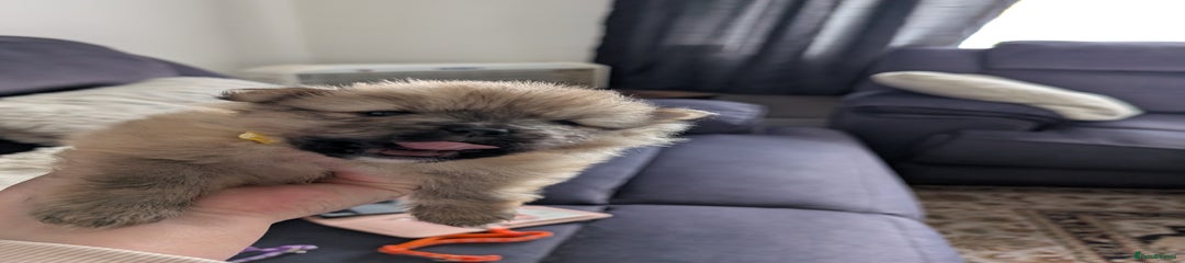 Pomeranian Puppy 3