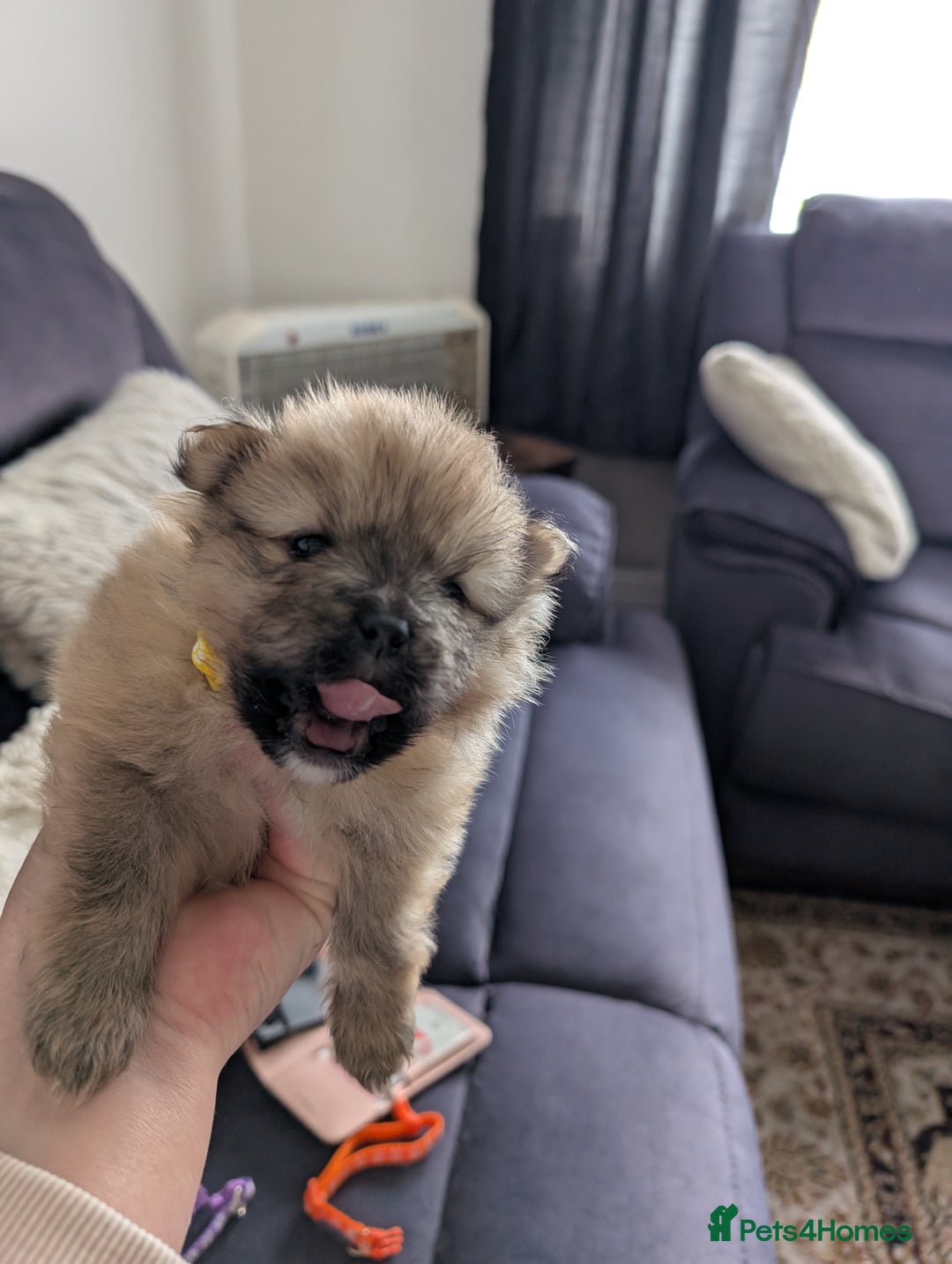 Pomeranian dogs for sale: Beautiful pups - Image 15