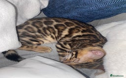 Bengal cats for sale: Top quality bred! Healthy bengal kitten  - Image 2