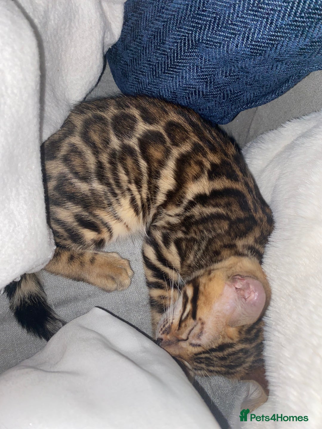 Bengal cats for sale: Top quality bred! Healthy bengal kitten  - Image 2