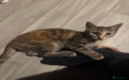 Mixed Breed cats for sale: 5 baby’s ready for there forever homes  - Image 22